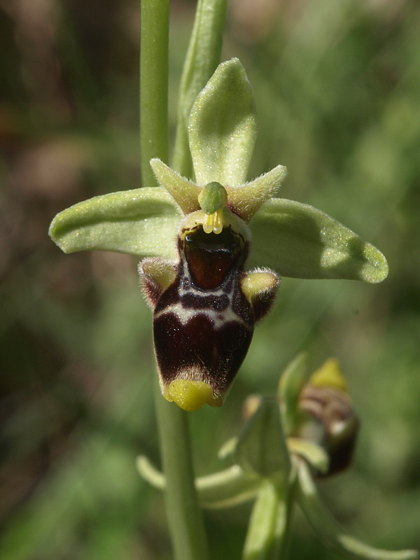 Ophrys conradiae - (1 parte)